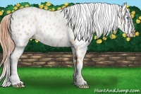 Horse Color:Buckskin Roan Pearl Blanket 