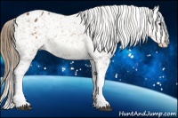 Horse Color:Buckskin Appaloosa