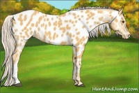 Horse Color:Palomino Near Leopard