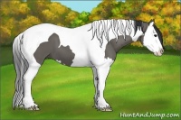 Horse Color:Grullo Splash Tobiano 