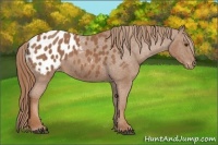 Horse Color:Chestnut Appaloosa