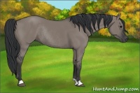 Horse Color:Grullo Rabicano 