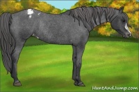 Horse Color:Black Snowcap Rabicano
