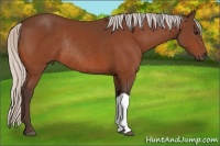 Horse Color:Silver Bay Rabicano