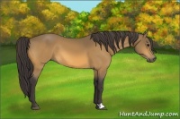 Horse Color:Buckskin 