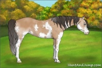 Horse Color:Bay Splash 