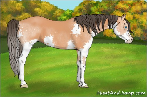 Horse Color: Bay Splash 
