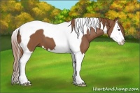 Horse Color:Chestnut Splash Tobiano 