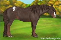 Horse Color:Liver Chestnut Appaloosa