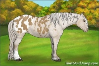 Horse Color:Chocolate Palomino Dun Sabino Blanket 