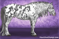 Horse Color:Blue Roan Near Leopard 