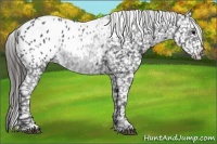 Horse Color:Blue Roan Appaloosa 