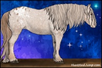 Horse Color:Chestnut Sabino Appaloosa Rabicano