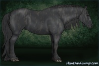 Horse Color:Black  Brindle