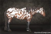 Horse Color:Bay Near Leopard 