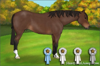 Horse Color:Gray Bay Roan