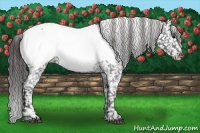 Horse Color:Blue Roan Near Fewspot