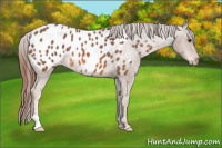 Horse Color:Red Roan Appaloosa 