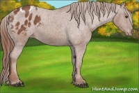 Horse Color:Chestnut Appaloosa 