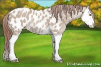 Horse Color:Classic Champagne Dun Splash Appaloosa Rabicano 