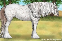 Horse Color:Chestnut Snowcap 