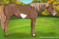 Horse Color:Chestnut Frame 