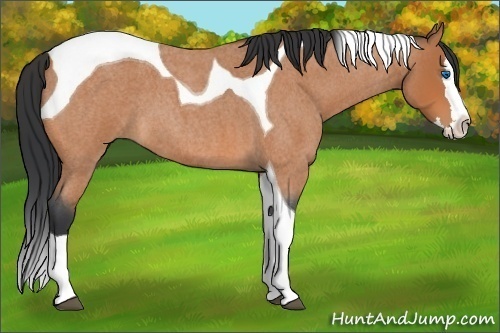 Horse Color:Bay Roan Splash Tobiano