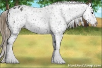 Horse Color:Smoky Black Snowflake Varnish 