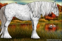 Horse Color:Smoky Black Splash Appaloosa