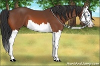 Horse Color:Bay Splash 