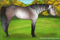 Horse Color:Gray Bay 
