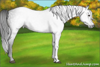 Horse Color:Gray Bay 