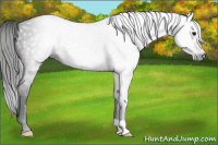Horse Color:Gray Bay 
