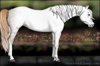 Horse Color:Gray Chestnut 