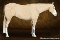 Horse Color:Amber Cream Champagne Splash Appaloosa 