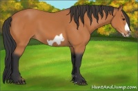 Horse Color:Bay Frame 