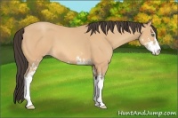 Horse Color:Amber Champagne Sabino