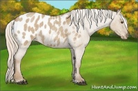 Horse Color:Chocolate Palomino Roan Dun Blanket 