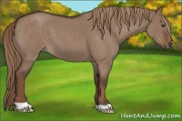 Horse Color:Liver Red Dun Roan 