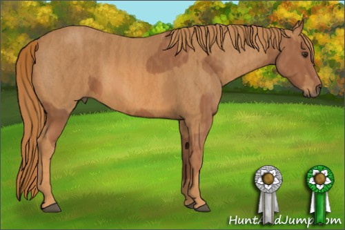 Horse Color: Chestnut Sabino Rabicano  Brindle