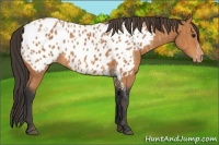 Horse Color:Bay Splash Tobiano Near Leopard  Brindle