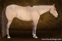 Horse Color:Sable Champagne Appaloosa Rabicano  Brindle