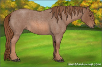 Horse Color:Liver Red Roan 