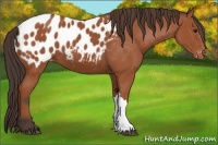 Horse Color:Bay Appaloosa 