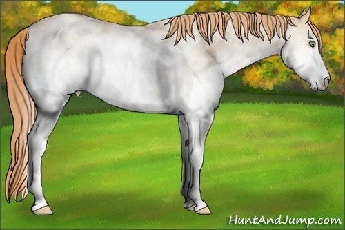 Horse Color: White Spotted Gold Champagne Dun 