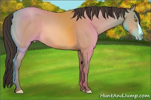 Horse Color: Amber Champagne 