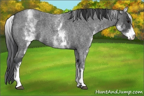 Horse Color: White Spotted Blue Roan 