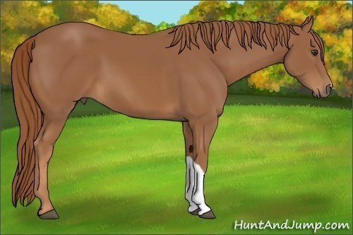 Horse Color: Chestnut 