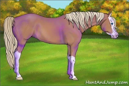 Horse Color: Chestnut Splash 