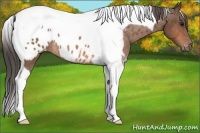 Horse Color:Bay Tobiano Near Leopard Rabicano 